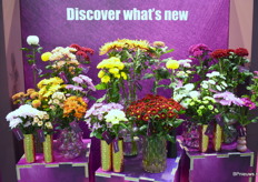 De 24 nieuwe introducties van Zentoo van de laatste 10 weken. Het zijn zowel jaarrond als seizoensgebonden teelten. Zo gaan ze met de seizoenen mee.